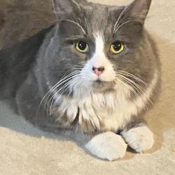 Found/Stray Male Cat last seen Refuge $ Desert, Florence, AZ 85132