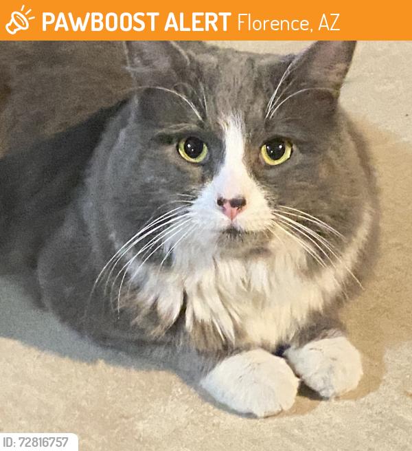 Found/Stray Male Cat last seen Refuge $ Desert, Florence, AZ 85132
