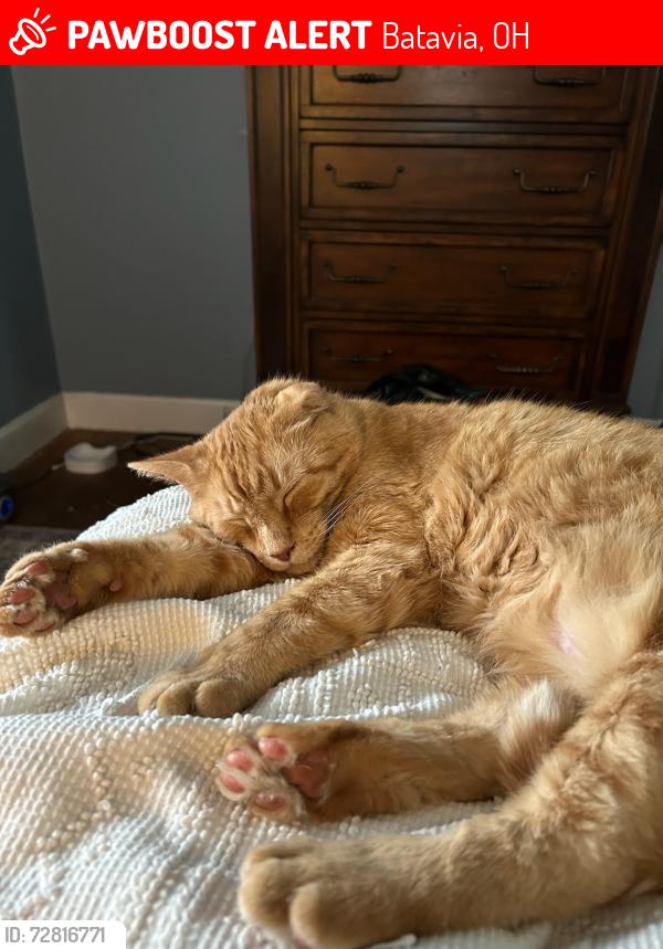 Lost Male Cat last seen Batavia village.   North street , Batavia, OH 45103
