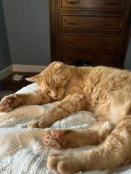 Lost Male Cat last seen Batavia village.   North street , Batavia, OH 45103