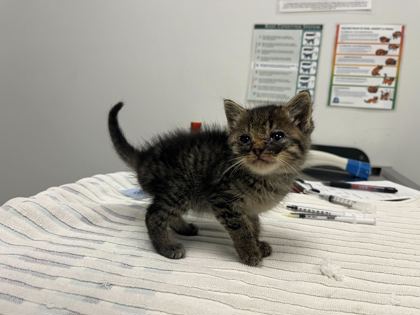 Shelter Stray Female Cat last seen Gregory & Jackson Ave, KCMO, 64132, 64132, MO, Kansas City, MO 64132