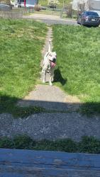 Reunited Male Dog last seen Hanover st , Nanticoke, PA 18634