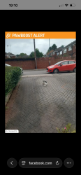 Lost Male Cat last seen Firth drive, West Midlands, England B14 4DA