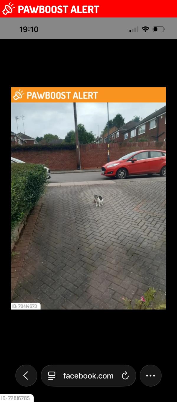Lost Male Cat last seen Firth drive, West Midlands, England B14 4DA