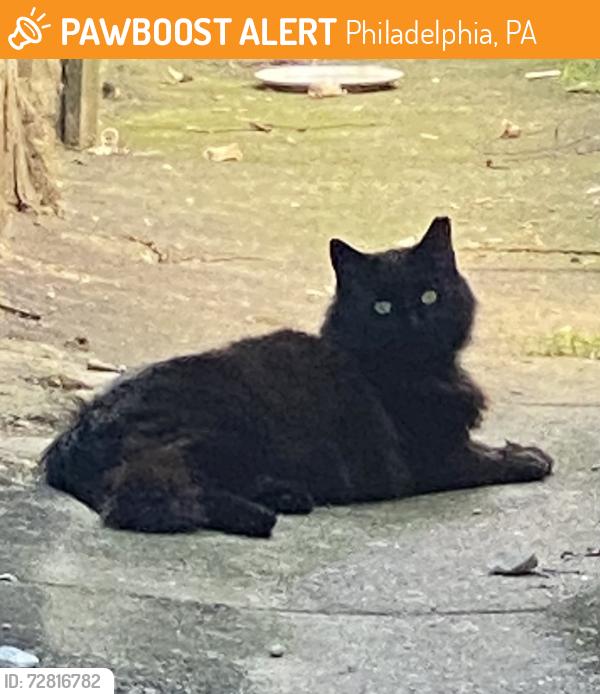 Found/Stray Unknown Cat last seen S mildred and mckean street, Philadelphia, PA 19148