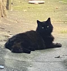 Found/Stray Unknown Cat last seen S mildred and mckean street, Philadelphia, PA 19148