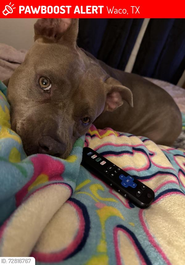 Lost Female Dog last seen Bouque ave, Waco, TX 76707