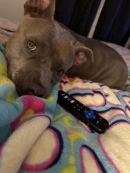 Lost Female Dog last seen Bouque ave, Waco, TX 76707
