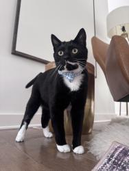 Lost Male Cat last seen Deerbrook ests:  Morrison & Jackson , Muncie, IN 47304