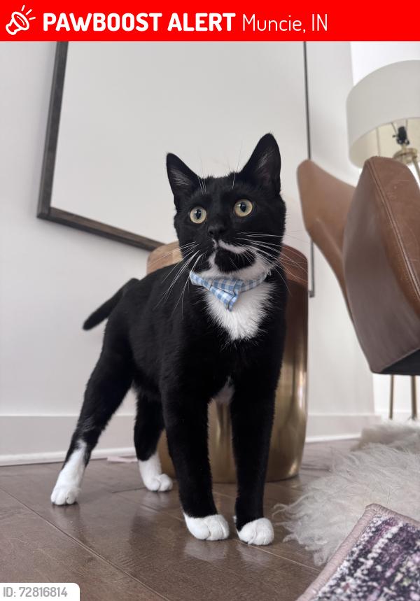Lost Male Cat last seen Deerbrook ests:  Morrison & Jackson , Muncie, IN 47304