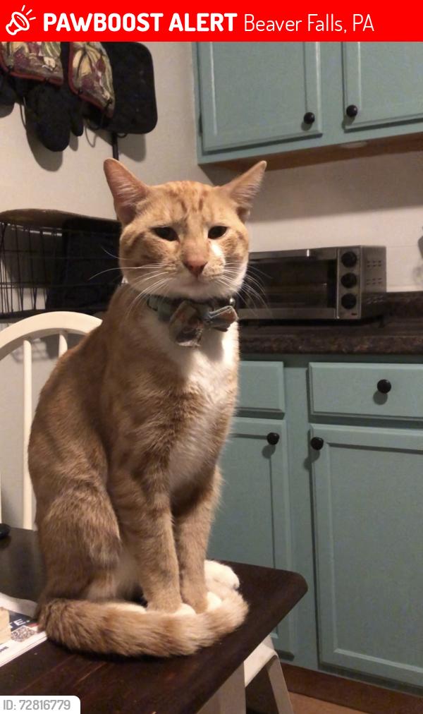 Lost Male Cat last seen Ross Avenue, Coolidge St, Brooks St, E Boyd Ave, Rock Ave, Railroad St, Patterson Ave, Cottage St, 18th Ave, 12th Ave, Beaver Falls, PA 15010