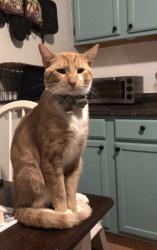 Lost Male Cat last seen Ross Avenue, Coolidge St, Brooks St, E Boyd Ave, Rock Ave, Railroad St, Patterson Ave, Cottage St, 18th Ave, 12th Ave, Beaver Falls, PA 15010