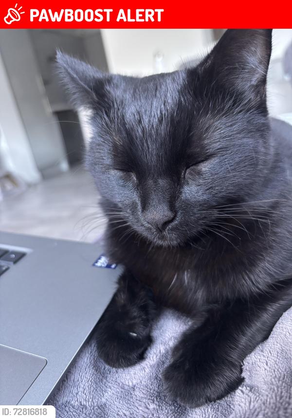 Lost Female Cat last seen Orgreve est, South Yorkshire, England S13