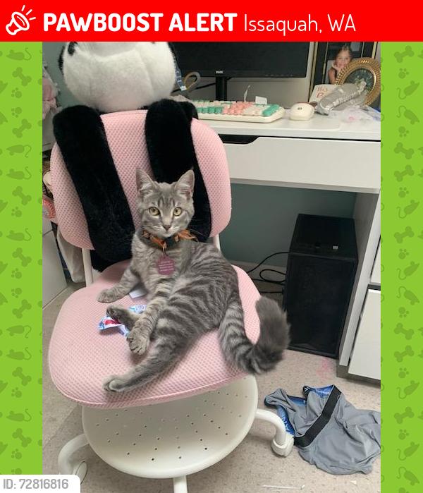 Lost Female Cat last seen Klahanie Drive SE, Issaquah, WA 98029