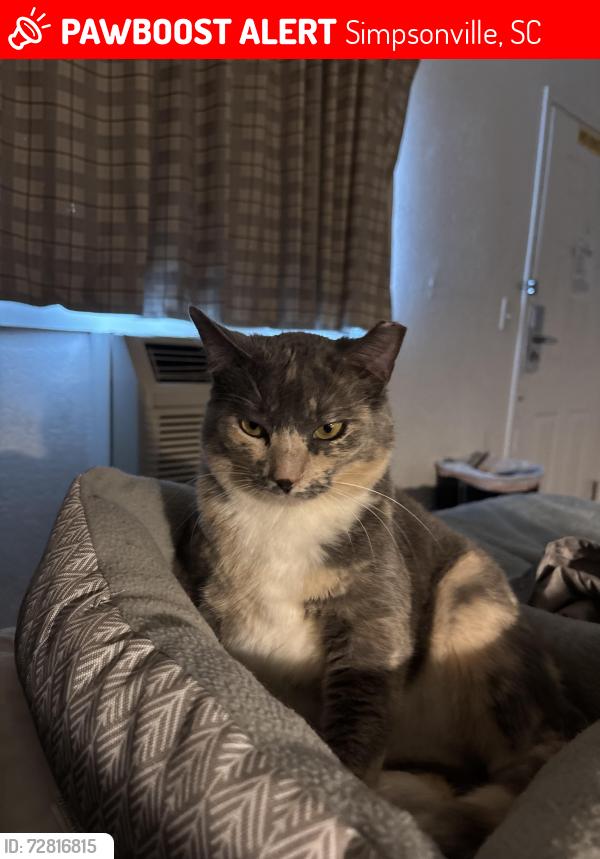 Lost Female Cat last seen Near Hudders Creek way Simpsonville sc 29680, Simpsonville, SC 29681