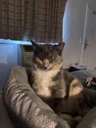 Lost Female Cat last seen Near Hudders Creek way Simpsonville sc 29680, Simpsonville, SC 29681