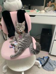 Lost Female Cat last seen Klahanie Drive SE, Issaquah, WA 98029