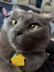 Lost Male Cat last seen Dry gap, fountain city road, Knoxville, TN 37912