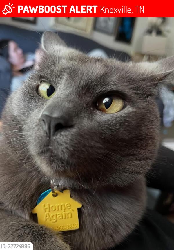 Lost Male Cat last seen Dry gap, fountain city road, Knoxville, TN 37912
