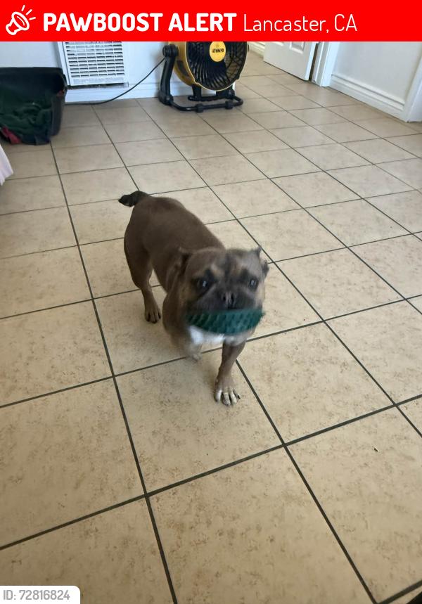 Lost Female Dog last seen Division and Nugent , Lancaster, CA 93534