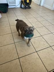 Lost Female Dog last seen Division and Nugent , Lancaster, CA 93534