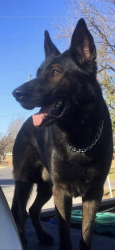 Reunited Male Dog last seen Otsego st and Klump ave , Los Angeles, CA 91601
