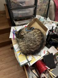 Lost Male Cat last seen Mill and Walsh, Grass Valley, CA 95945