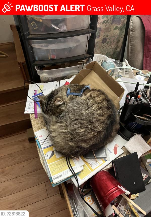 Lost Male Cat last seen Mill and Walsh, Grass Valley, CA 95945
