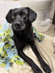 Found/Stray Male Dog last seen Rich Beem and Tim Foster, El Paso, TX 79938