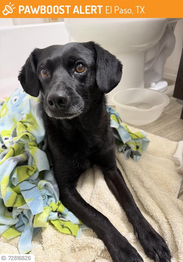 Found/Stray Male Dog last seen Rich Beem and Tim Foster, El Paso, TX 79938