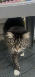 Found/Stray Male Cat last seen Rogers Dr, Fayetteville, NC 28307