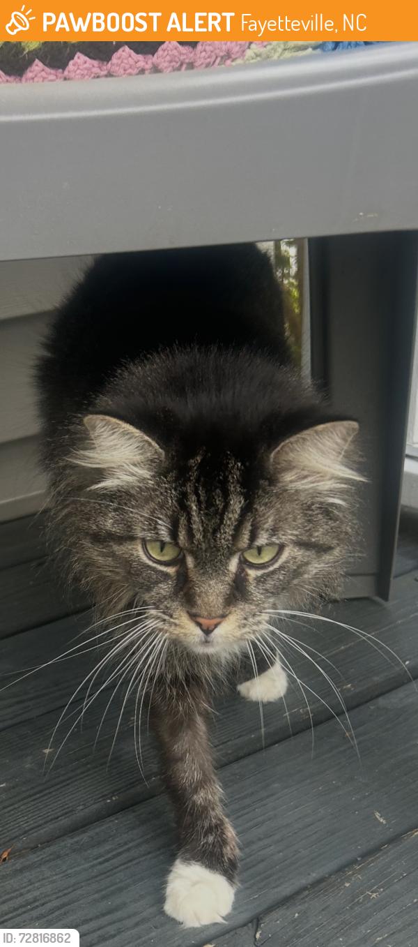 Found/Stray Male Cat last seen Rogers Dr, Fayetteville, NC 28307