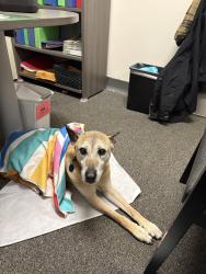Found/Stray Female Dog last seen Arthur & Central, Arlington Heights, IL 60005