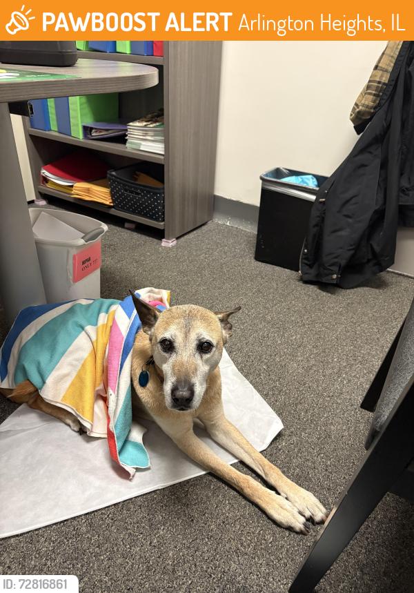 Found/Stray Female Dog last seen Arthur & Central, Arlington Heights, IL 60005