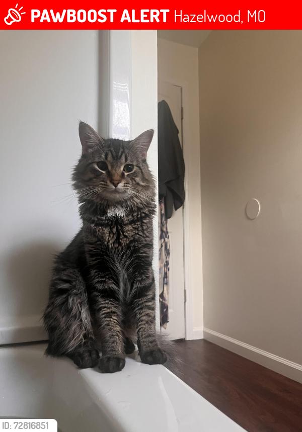 Lost Male Cat last seen Hazelwood Mo, Berkeley MO, Florissant MO, Hazelwood, MO 63042
