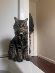 Lost Male Cat last seen Hazelwood Mo, Berkeley MO, Florissant MO, Hazelwood, MO 63042