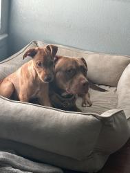Lost Male Dog last seen Folsom Dr, Beaumont Tx 77706, Beaumont, TX 77706