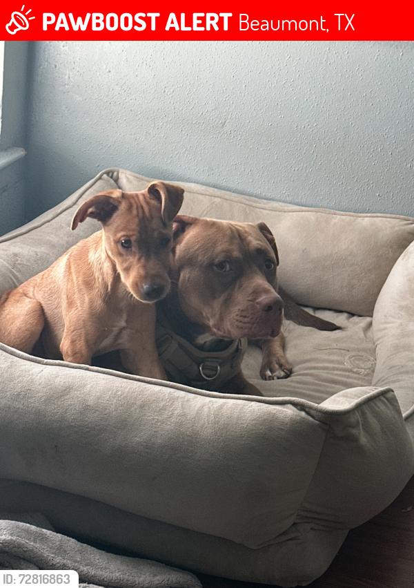 Lost Male Dog last seen Folsom Dr, Beaumont Tx 77706, Beaumont, TX 77706
