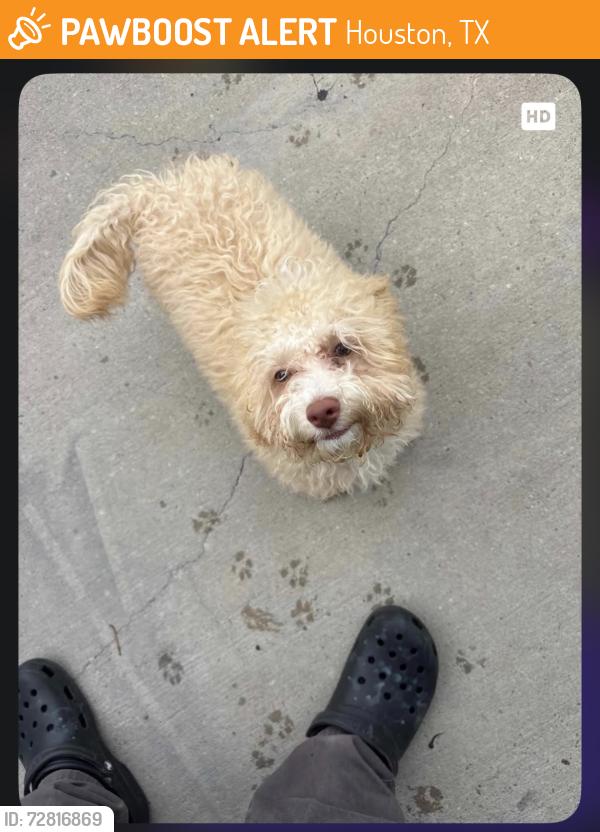 Found/Stray Male Dog last seen Eldridge and Richmond ave , Houston, TX 77072