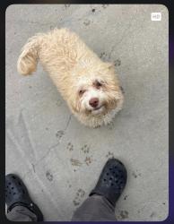 Found/Stray Male Dog last seen Eldridge and Richmond ave , Houston, TX 77072