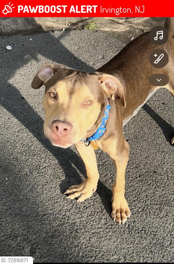 Lost Male Dog last seen Grove Street, Irvington, NJ 07111