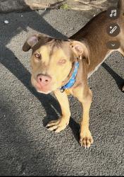 Lost Male Dog last seen Grove Street, Irvington, NJ 07111