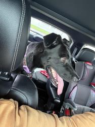 Found/Stray Female Dog last seen 17th Ave 33rd st, Kenosha, WI 53140