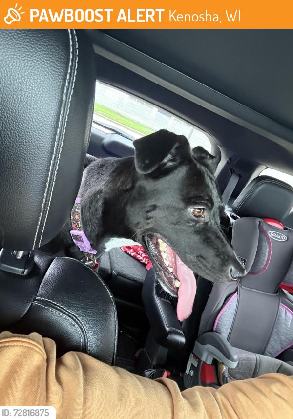 Found/Stray Female Dog last seen 17th Ave 33rd st, Kenosha, WI 53140