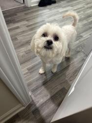 Lost Male Dog last seen Hamilton Pointe Subdivision , McDonough, GA 30253