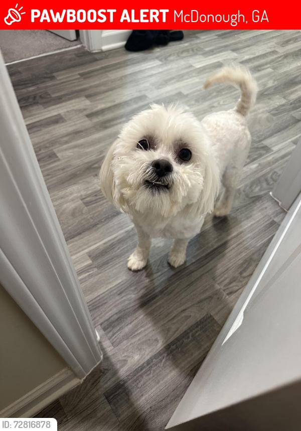 Lost Male Dog last seen Hamilton Pointe Subdivision , McDonough, GA 30253