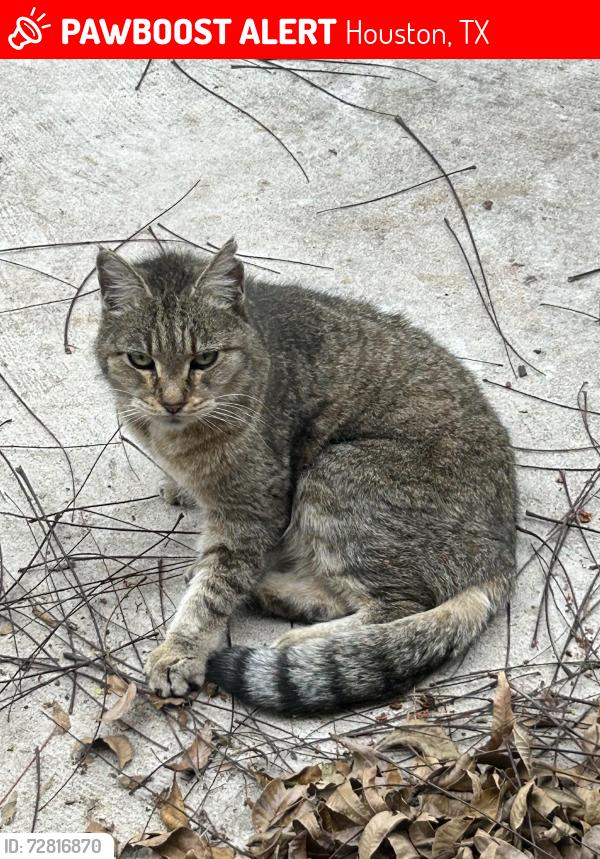 Lost Female Cat last seen E. 26th and Harvard, near Yale, Houston, TX 77008