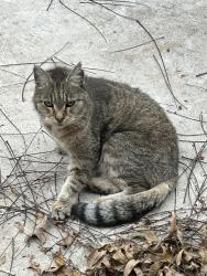 Lost Female Cat last seen E. 26th and Harvard, near Yale, Houston, TX 77008