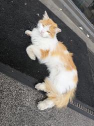 Found/Stray Male Cat last seen Broskies, Jacksonville, FL 32208