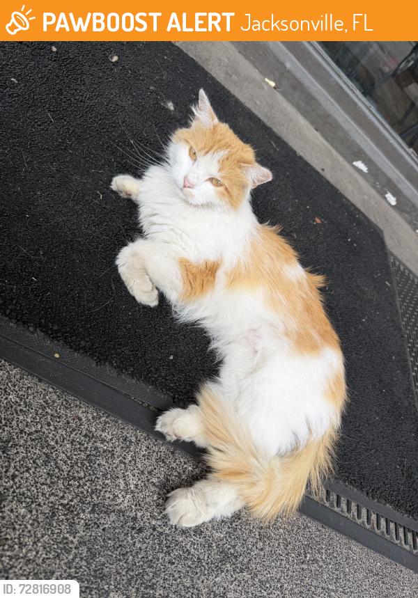 Found/Stray Male Cat last seen Broskies, Jacksonville, FL 32208